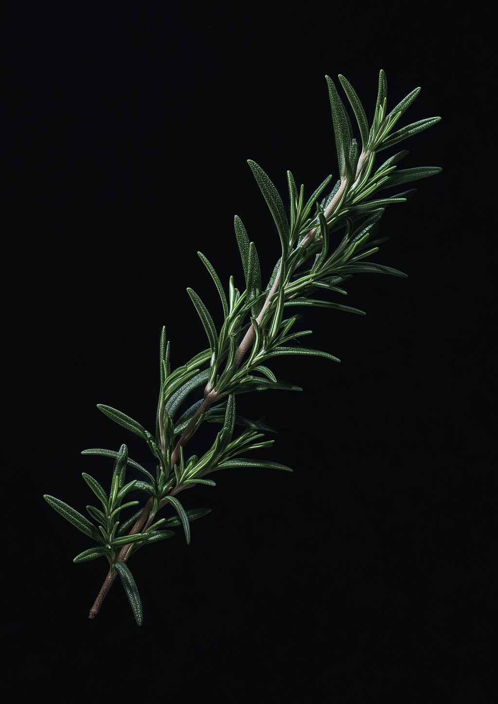 alecrim do mediterrâneo · vela 120g