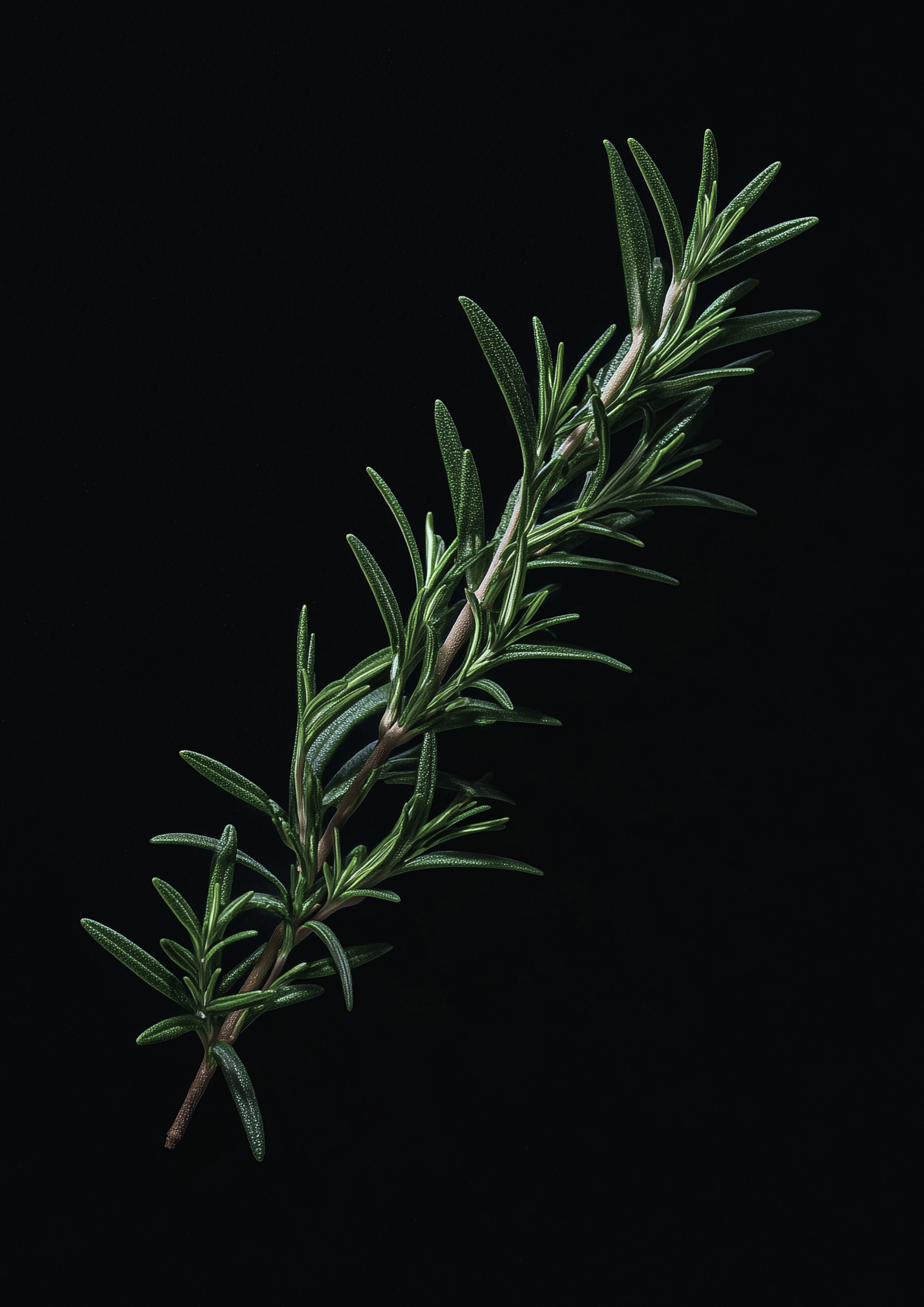 alecrim do mediterrâneo · vela 120g